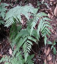 Cyathea gigantea